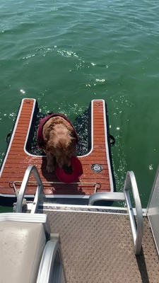 Taşınabilir Ayarlanabilir Katlanabilir Köpek Rampı Şişme Köpek Doku Rampı Merdiven Evcil hayvanlar Havuzlar, Göller, Tekneler ve Dökler İçin Köpek Rampası